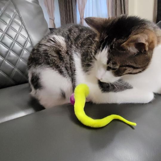 🐱Hot Sale 49% Off🔥Typared Jiggle Ball for Cat