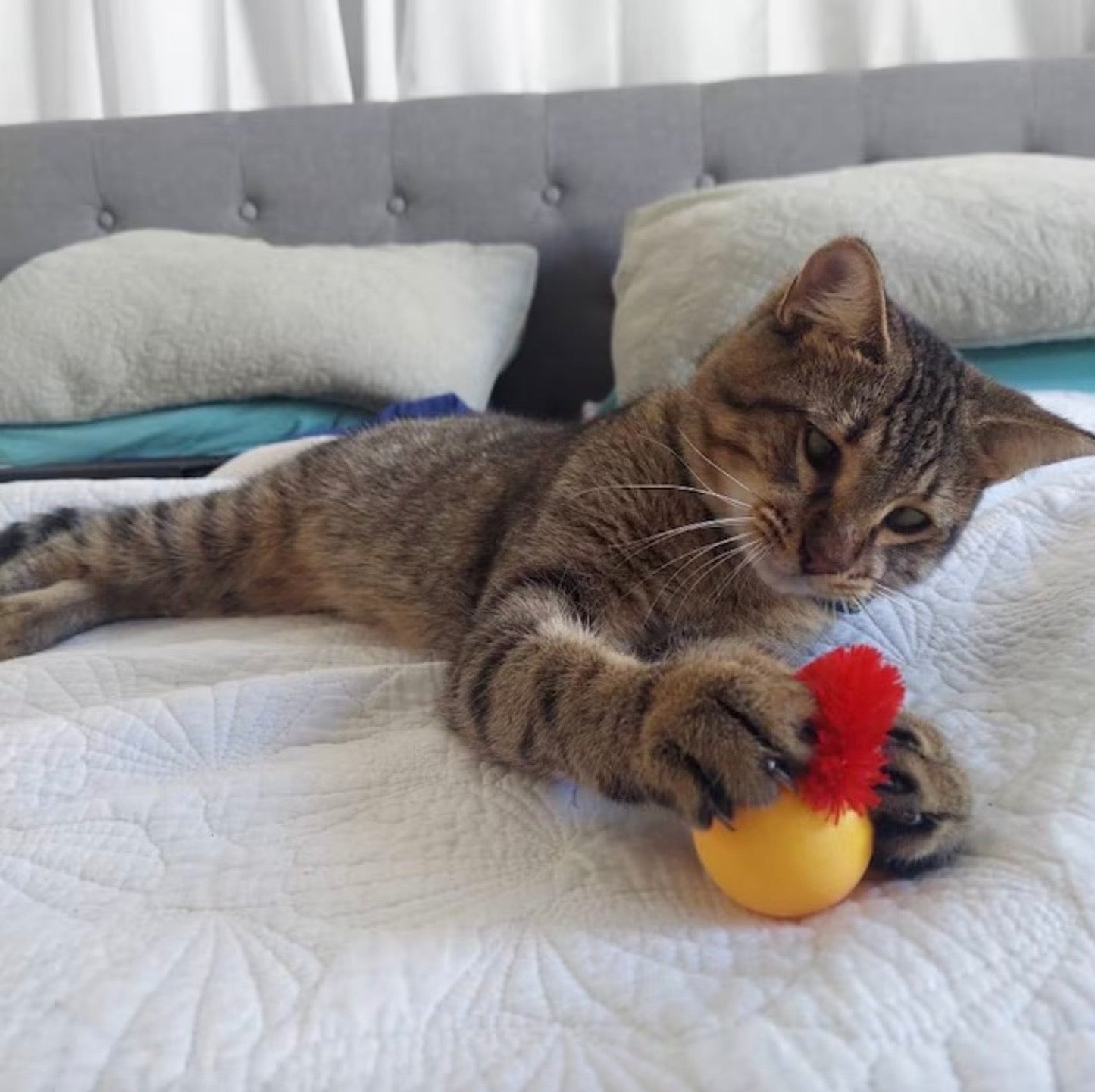 🐱Hot Sale 49% Off🔥Typared Jiggle Ball for Cat