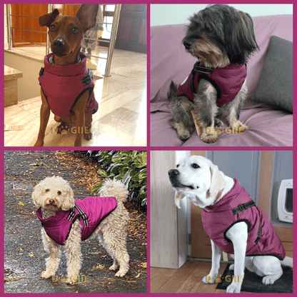 🔥Hot Sale -50% OFF🔥 3 in 1 Winter Waterproof Warm Dog Jacket With Built-in Harness