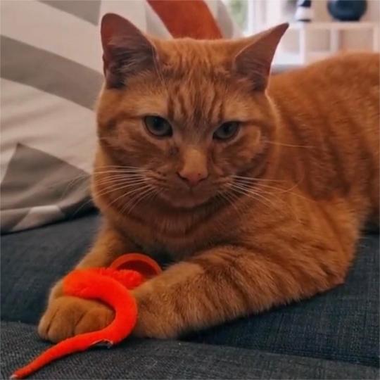 🐱Hot Sale 49% Off🔥Typared Jiggle Ball for Cat