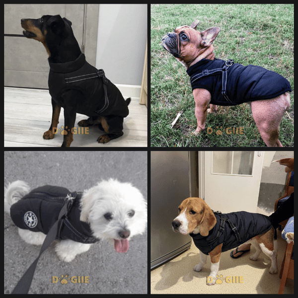 🔥Hot Sale -50% OFF🔥 3 in 1 Winter Waterproof Warm Dog Jacket With Built-in Harness