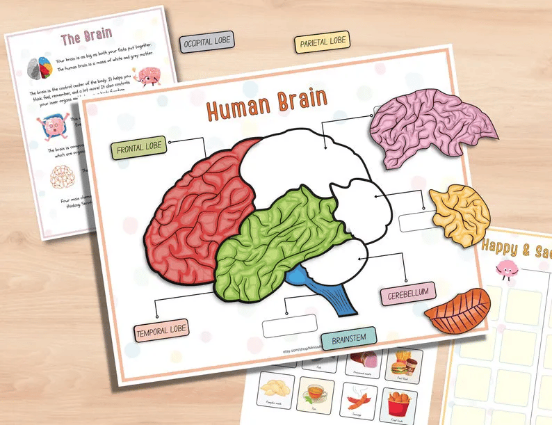 🔥Hot Sell 49% Off🧒Human Anatomy Busy Book