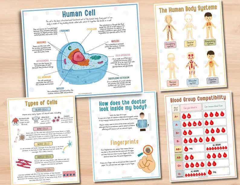 🔥Hot Sell 49% Off🧒Human Anatomy Busy Book