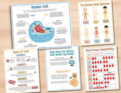 🔥Hot Sell 49% Off🧒Human Anatomy Busy Book